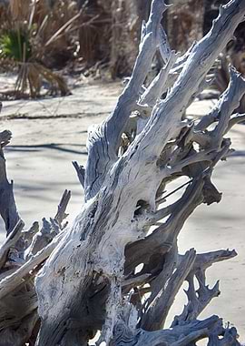Dragon head in the tree