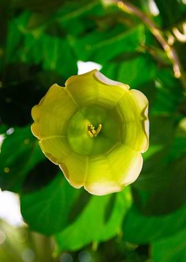 Yellow and green flower