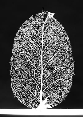 Leaf Skeleton White Black