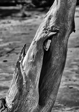 Driftwood Hand