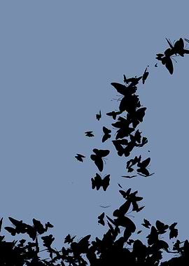 ButterfliesInMusic05