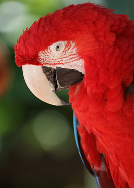 Scarlet macaw