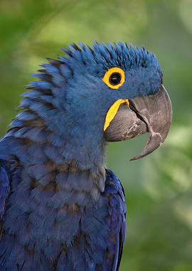 The hyacinth macaw