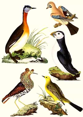 Various Birds