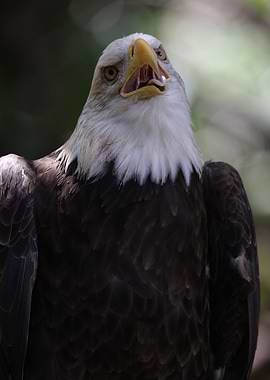 The American Bald Eagle