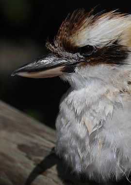 The laughing kookaburra