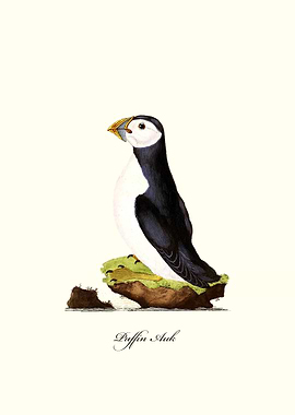 Puffin Auk