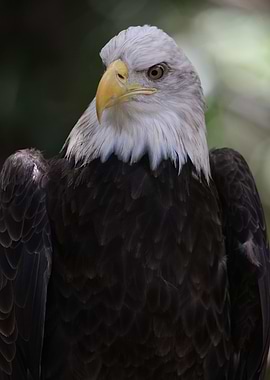The American Bald Eagle
