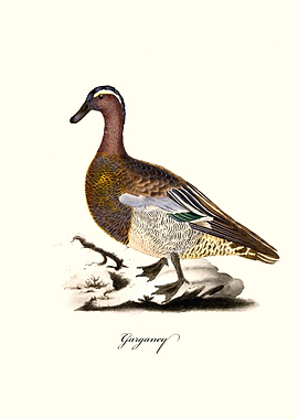 Garganey