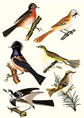 Various Birds