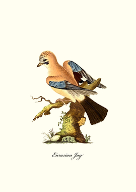 Eurasian Jay