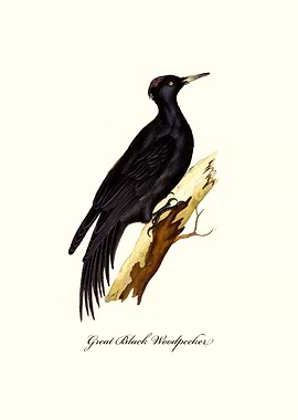 Great Black Woodpecker