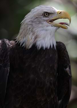 The American Bald Eagle