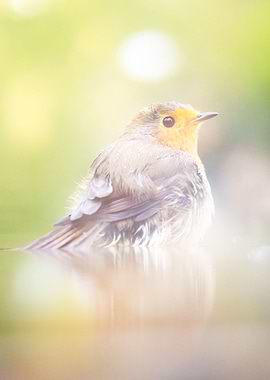 Colorful reflections