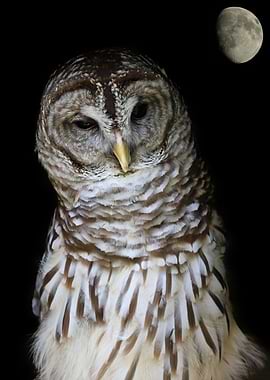 Night owl