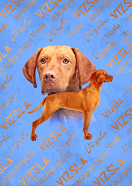 Vizsla Hungarian pointer
