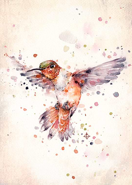 Rufous The Hummingbird