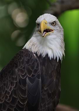 The American Bald Eagle
