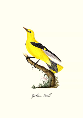 Golden Oriole