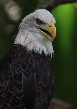 The American Bald Eagle