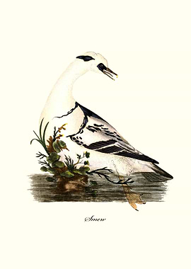 Smew