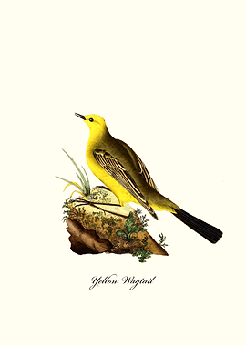 Yellow Wagtail