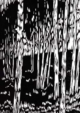 Birches in the Forest