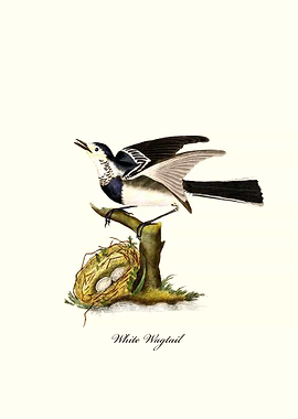 White Wagtail