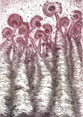 Tall Claret Dandelions