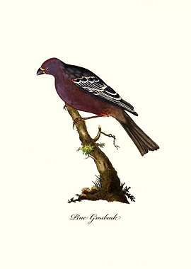 Pine Grosbeak