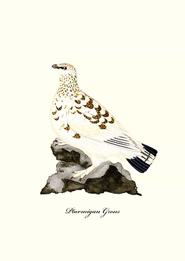 Ptarmigan Grous