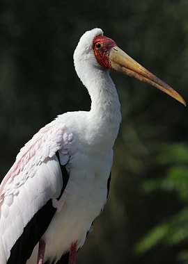 The yellowbilled stork