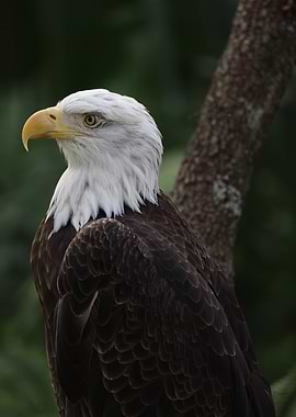 The American Bald Eagle