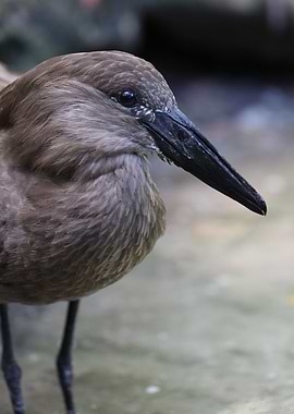 The hamerkop