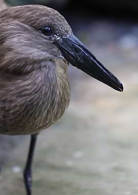 The hamerkop