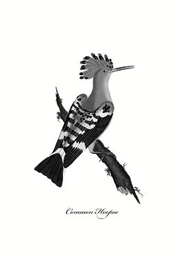 Common Hoopoe