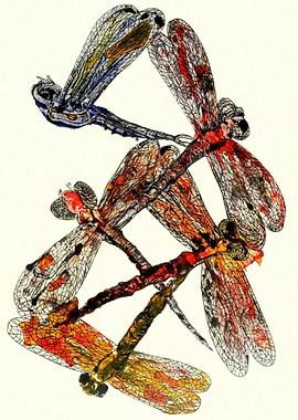 Dragonfly Dance