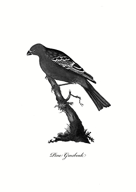 Pine Grosbeak