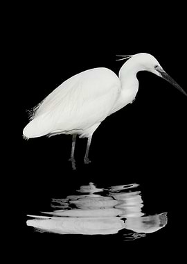 Little Egret
