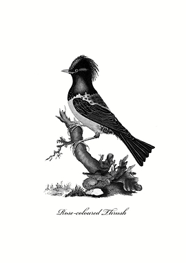 Rose coloured Thrush