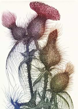 Colorful Thistles