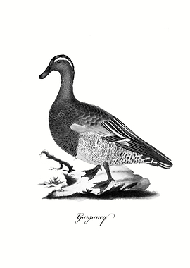 Garganey