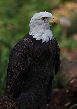 The American Bald Eagle