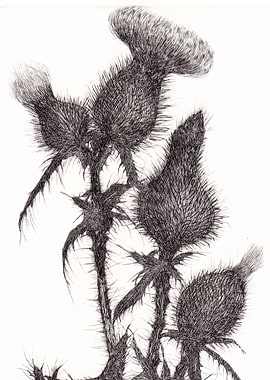 Black Thistles