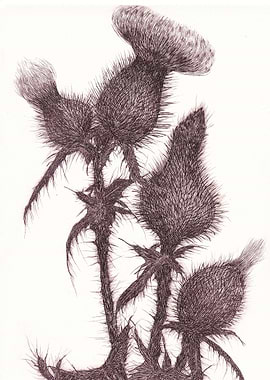 Thick Brown Thistles