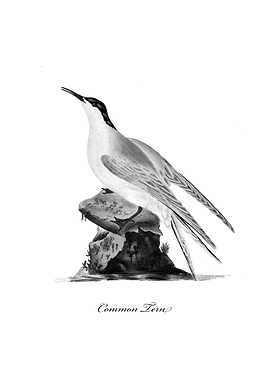 Common Tern