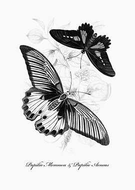 Butterflies