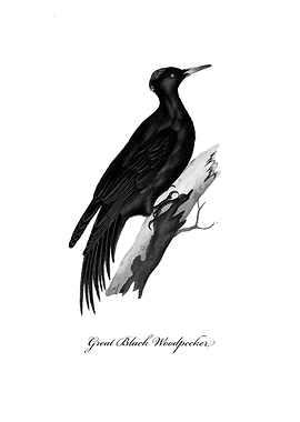 Great Black Woodpecker