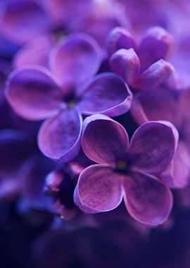 Lilac Macro