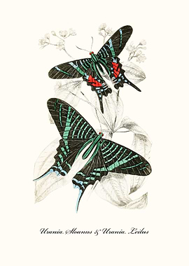 Butterflies